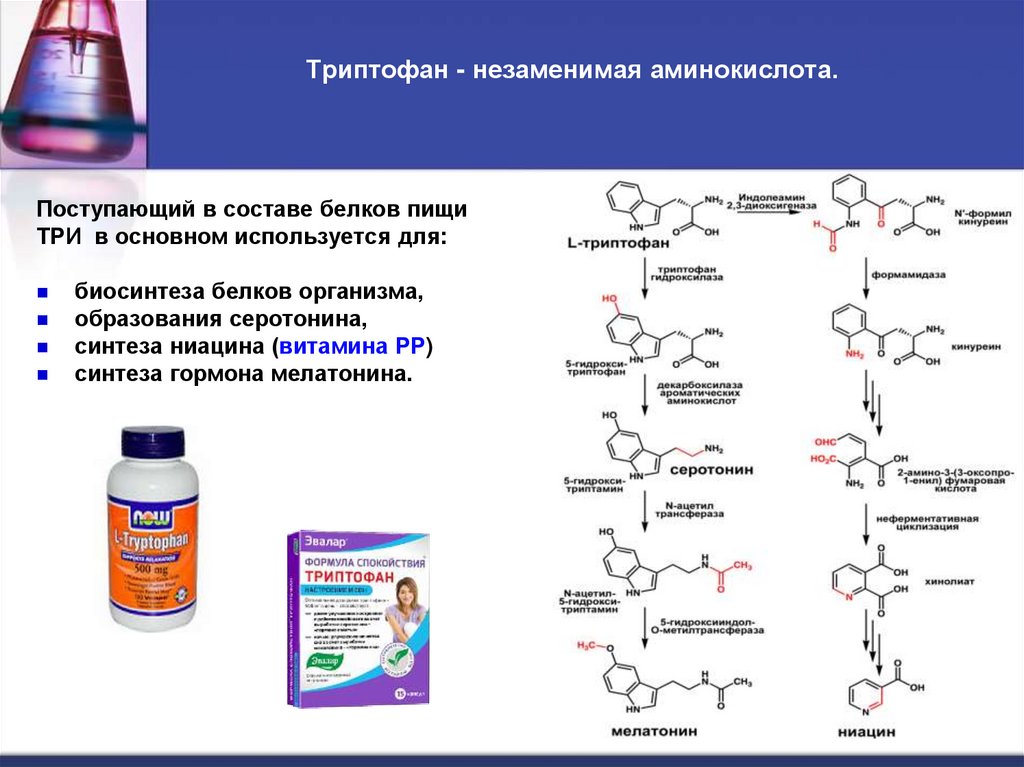 Триптофан - незаменимая аминокислота.