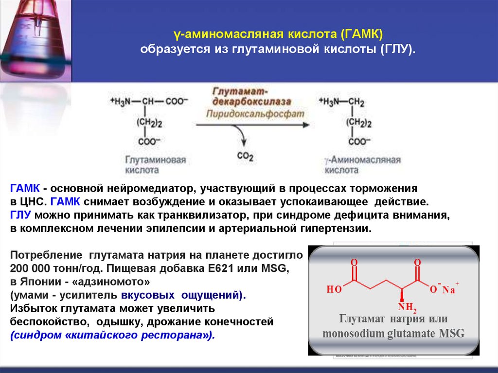 γ-аминомасляная кислота (ГАМК) образуется из глутаминовой кислоты (ГЛУ).