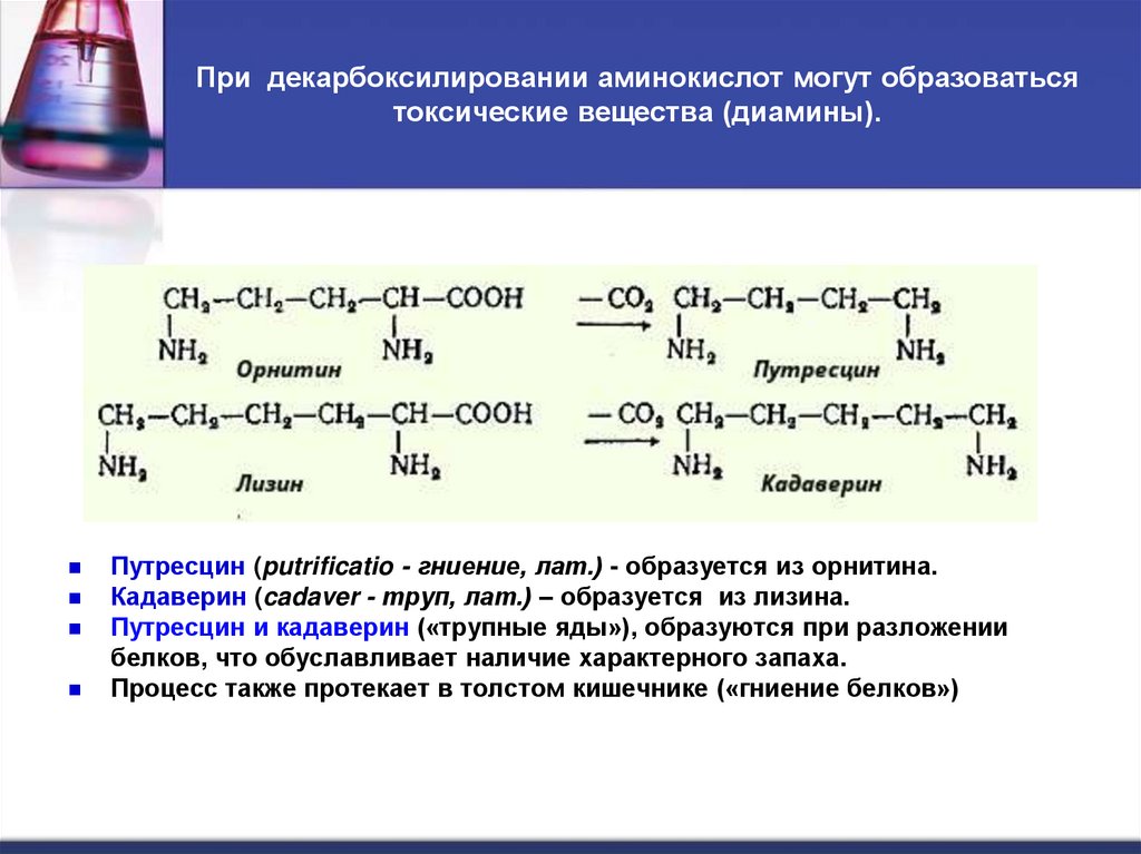 При  декарбоксилировании аминокислот могут образоваться токсические вещества (диамины).