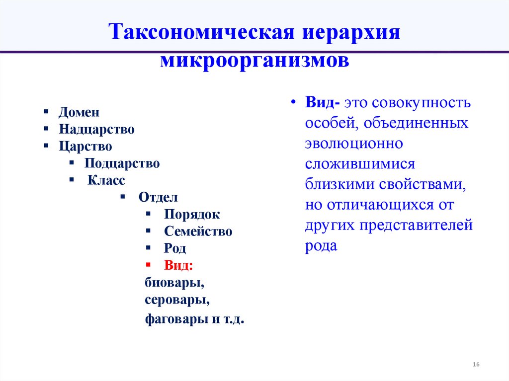 Таксономическая иерархия микроорганизмов