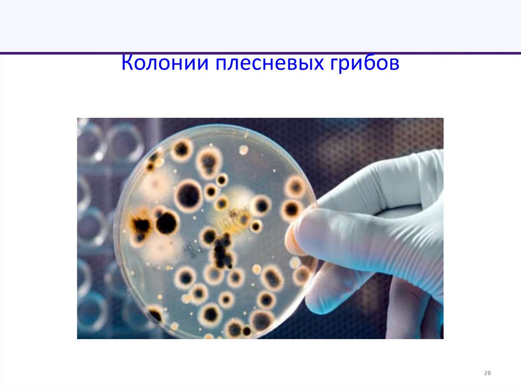 Колонии плесневых грибов