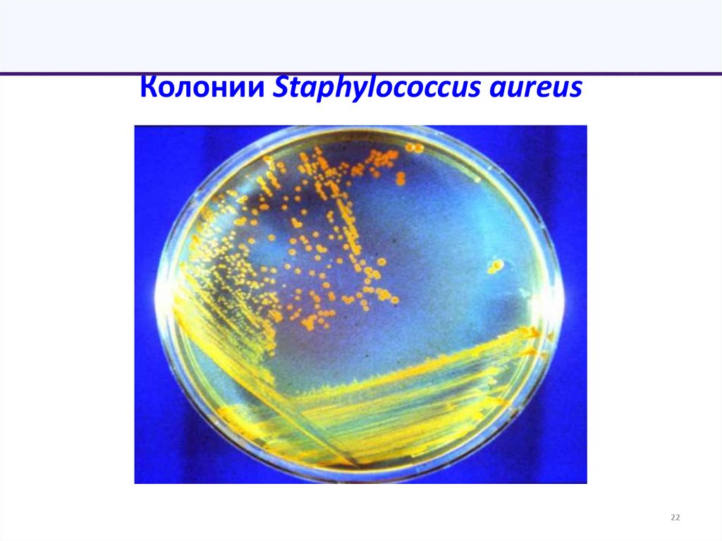 Колонии Staphylococcus aureus