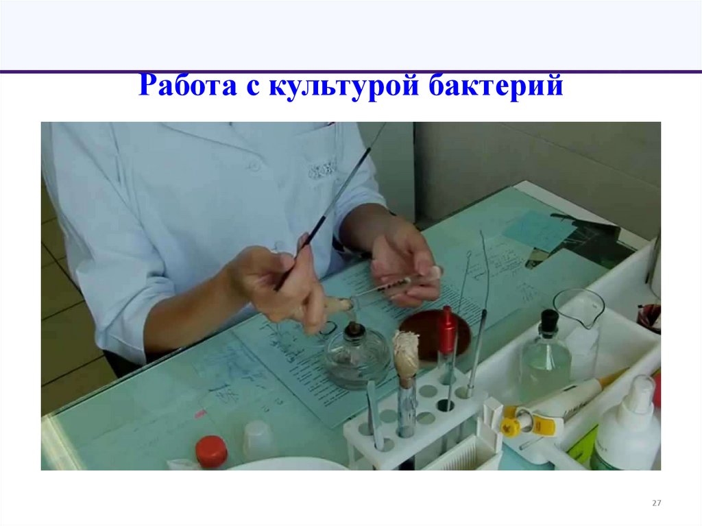 Работа с культурой бактерий