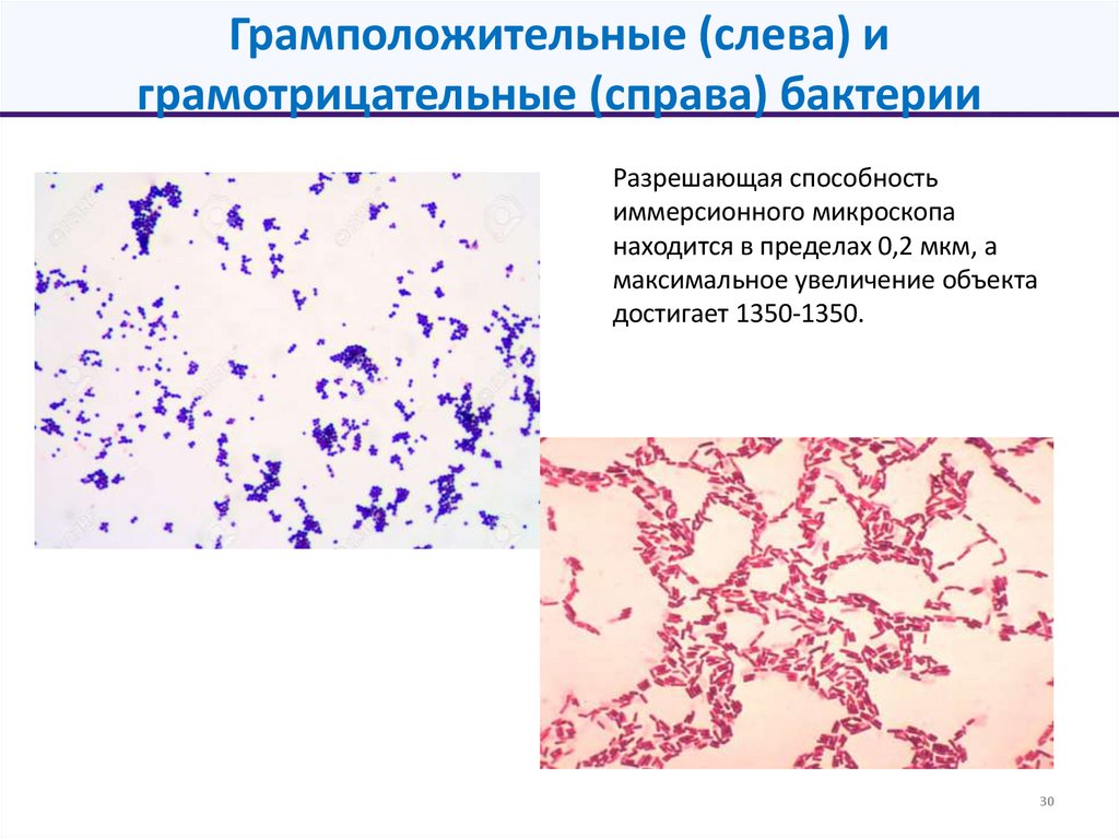 Грамположительные (слева) и грамотрицательные (справа) бактерии