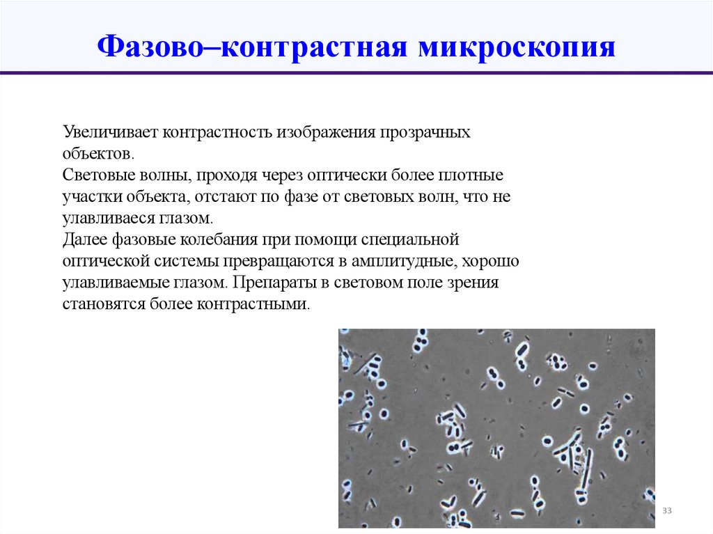 Фазово–контрастная микроскопия