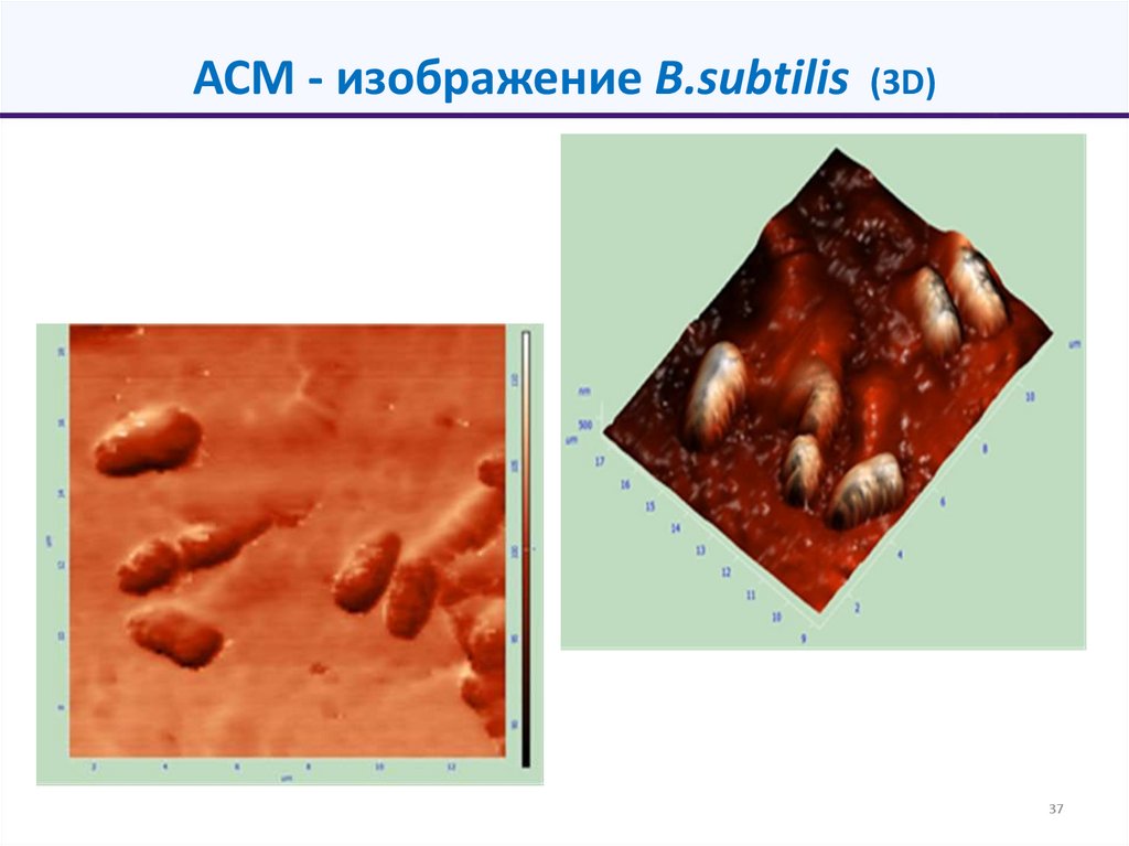 АСМ - изображение B.subtilis (3D)