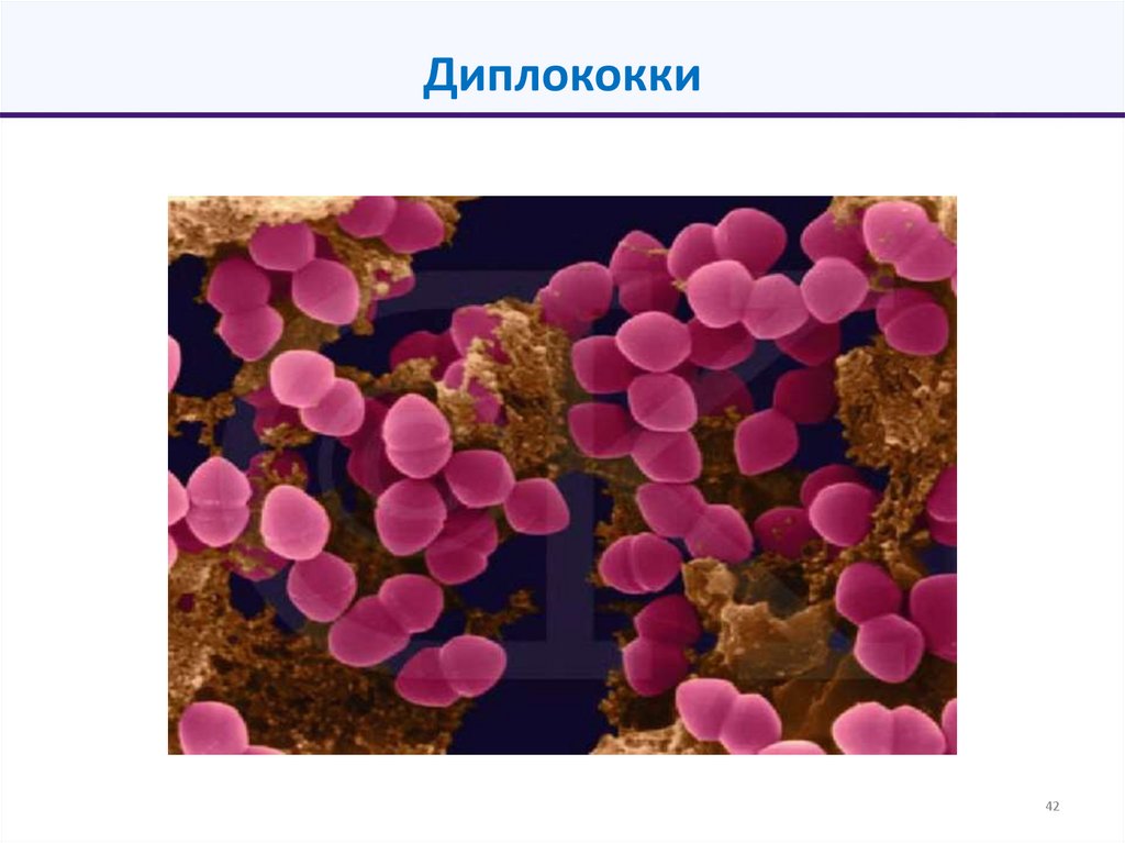 Диплококки