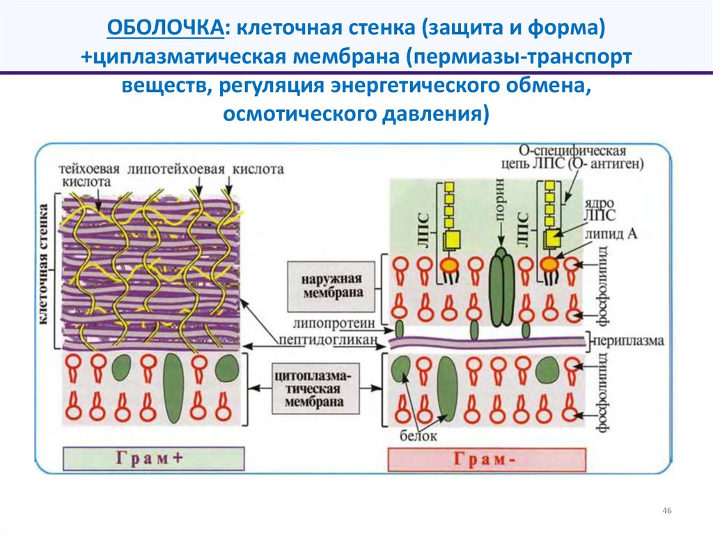 ОБОЛОЧКА: клеточная стенка (защита и форма) +циплазматическая мембрана (пермиазы-транспорт веществ, регуляция энергетического
