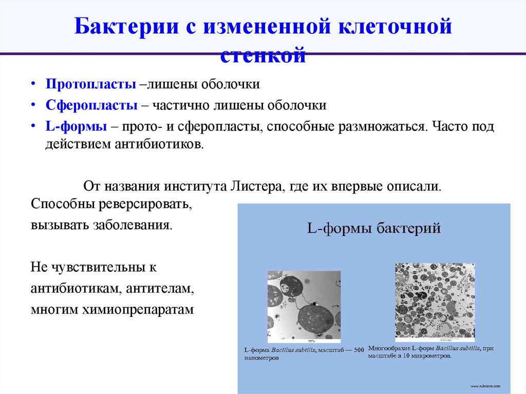 Бактерии с измененной клеточной стенкой