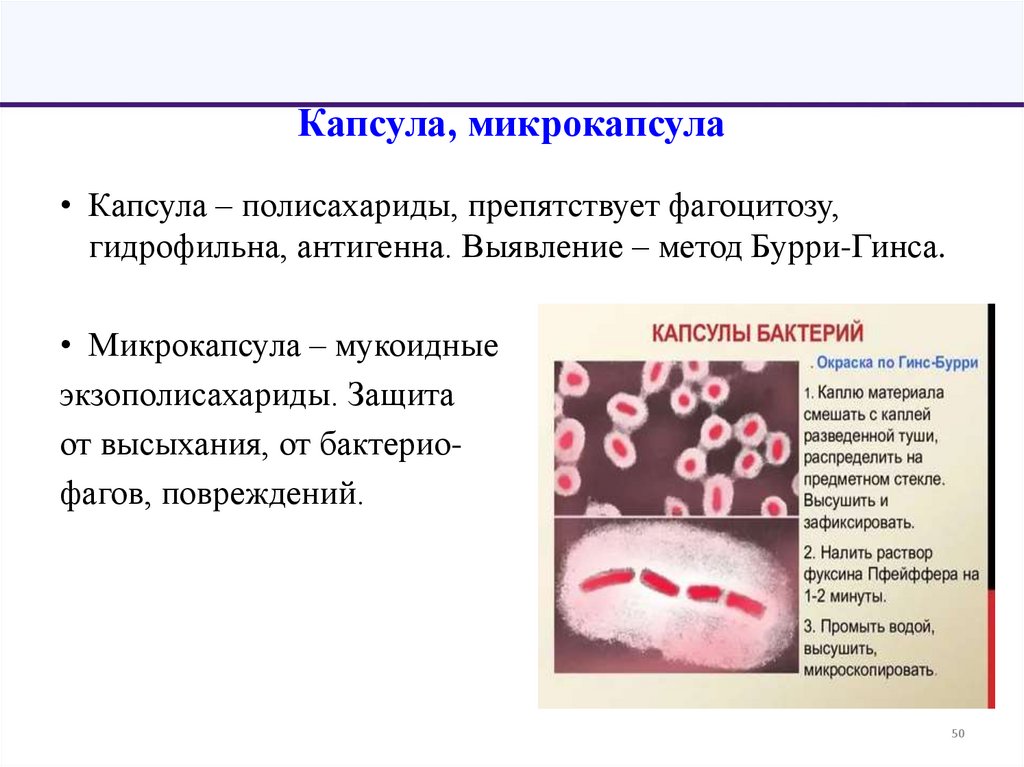 Капсула, микрокапсула