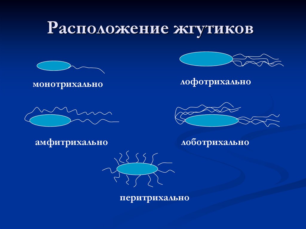 Расположение жгутиков