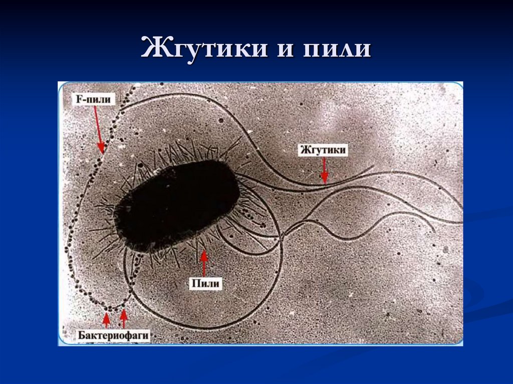Жгутики и пили