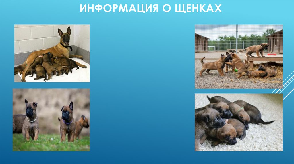 Информация о щенках