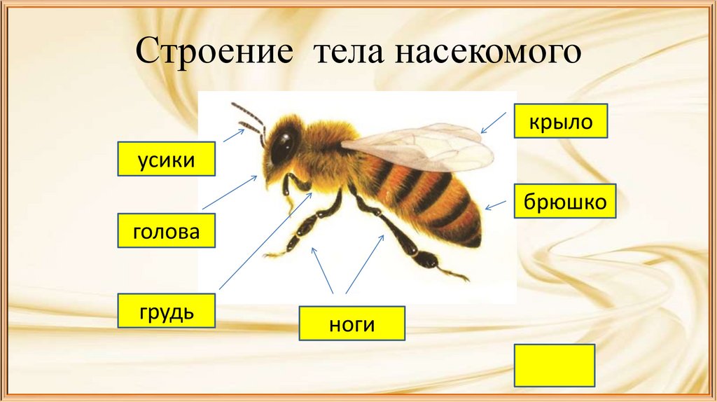 Строение тела насекомого
