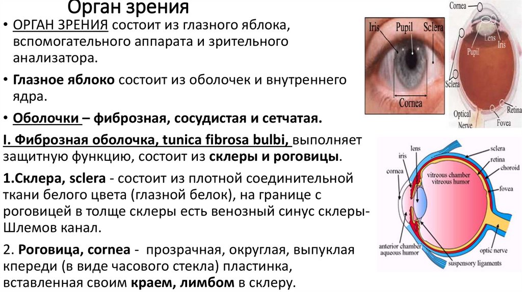 Орган зрения