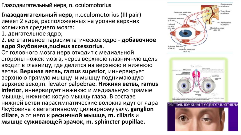Путь зрительного анализатора
