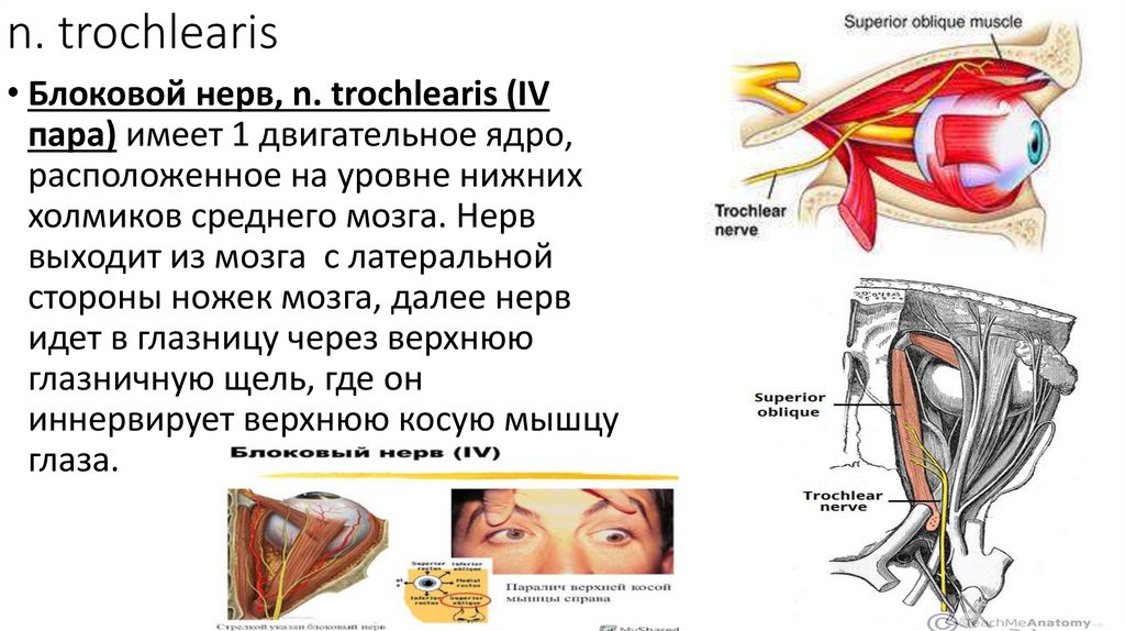 Глазодвигательный нерв, n. oculomotorius