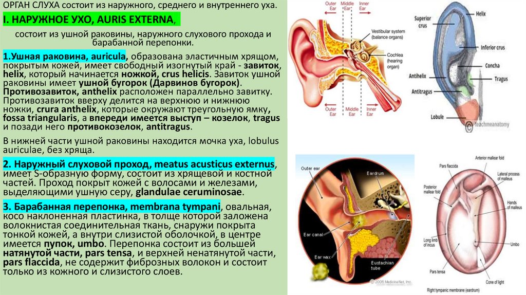 Отводящий нерв