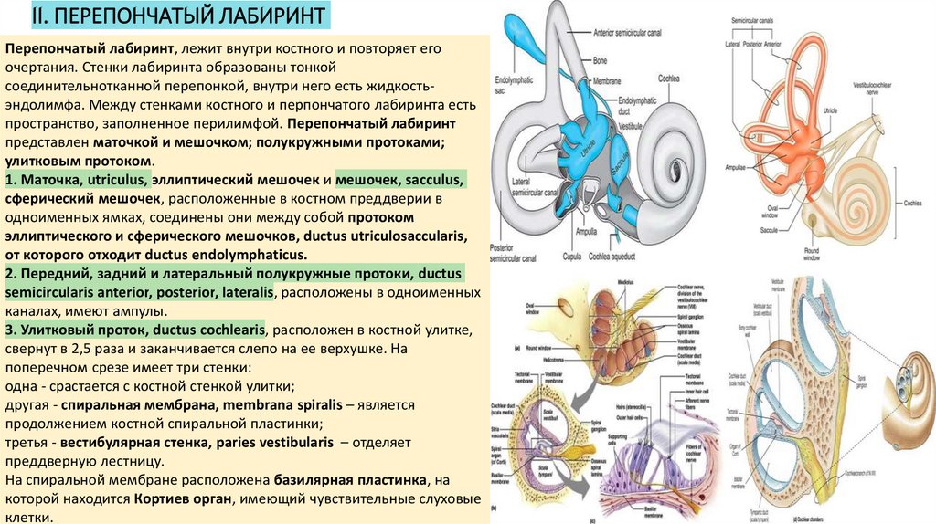 III. ВНУТРЕННЕЕ УХО, AURIS INTERNA