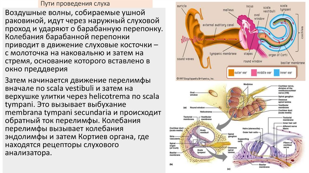 II. ПЕРЕПОНЧАТЫЙ ЛАБИРИНТ
