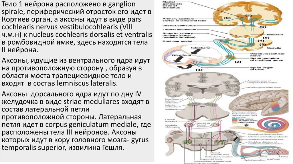 Пути проведения слуха