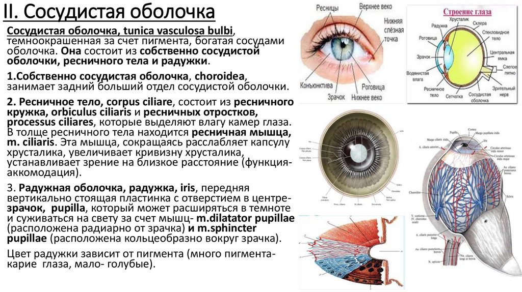 II. Сосудистая оболочка