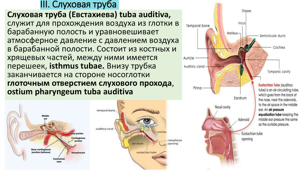 Путь статокинетического анализатора