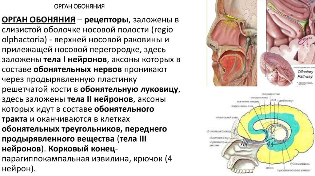 III. Слуховая труба