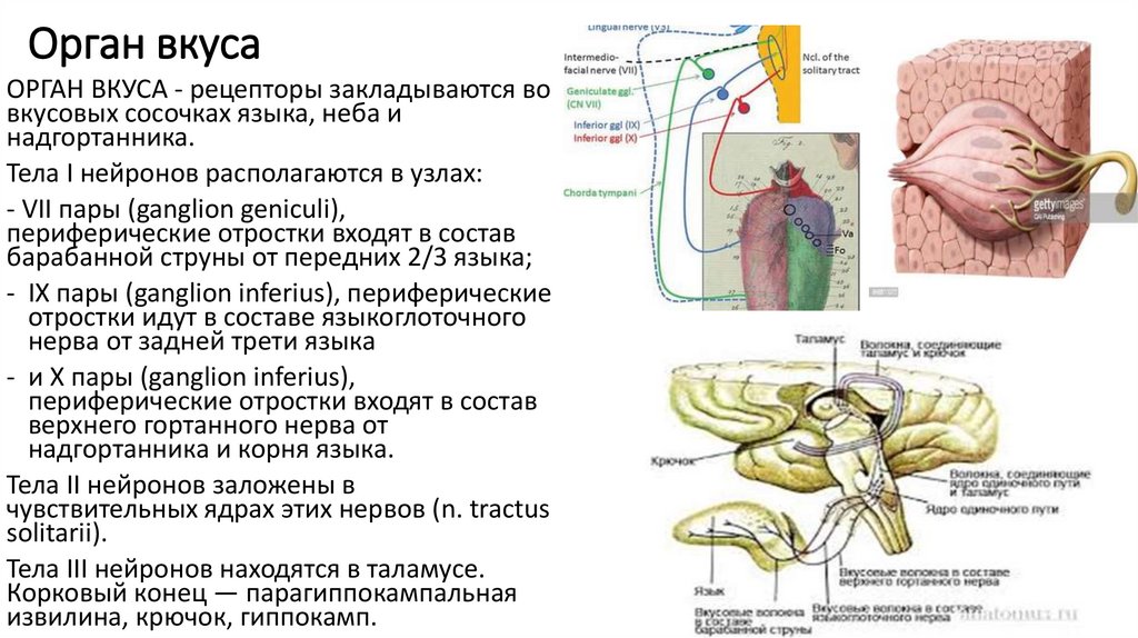 ОРГАН ОБОНЯНИЯ
