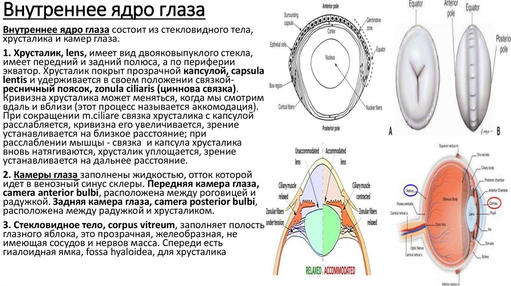 III. Сетчатая оболочка