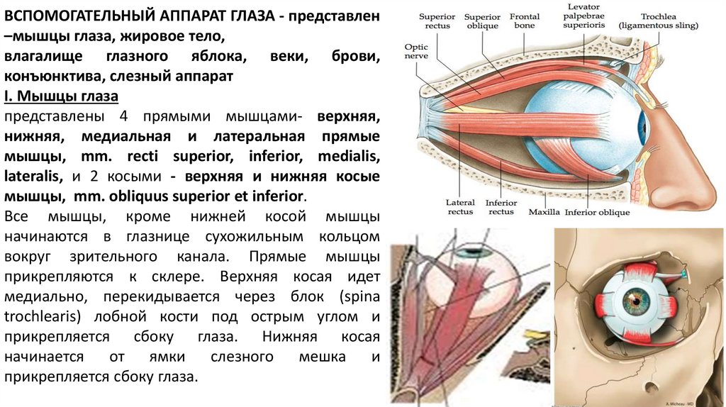 Внутреннее ядро глаза