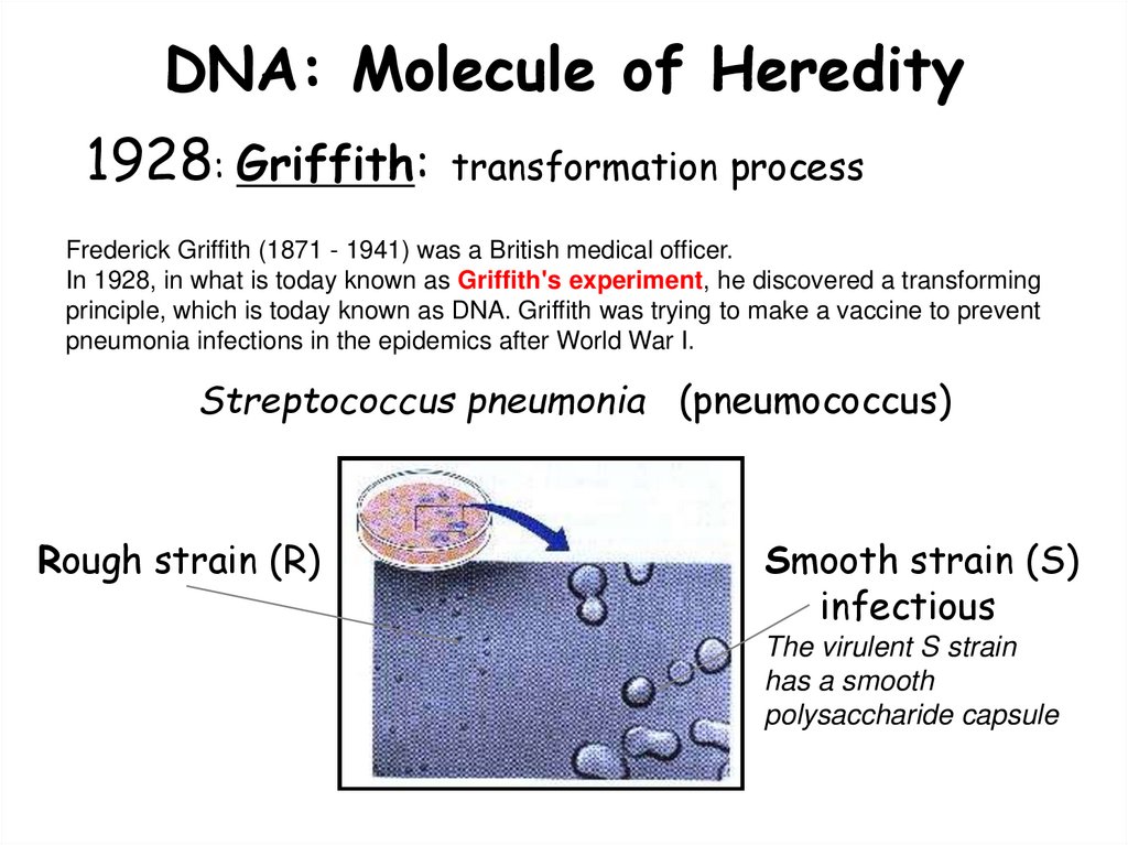 DNA: Molecule of Heredity