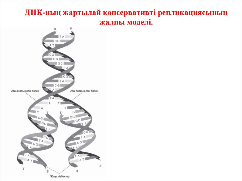 ДНҚ-ның жартылай консервативті репликациясының жалпы моделі.