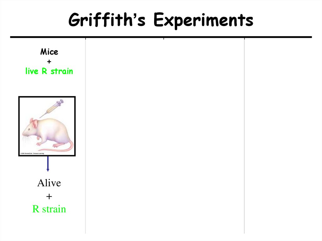 Griffith’s Experiments