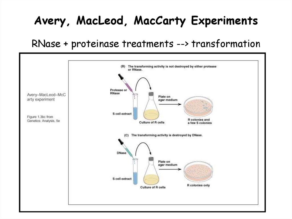 Avery, MacLeod, MacCarty Experiments