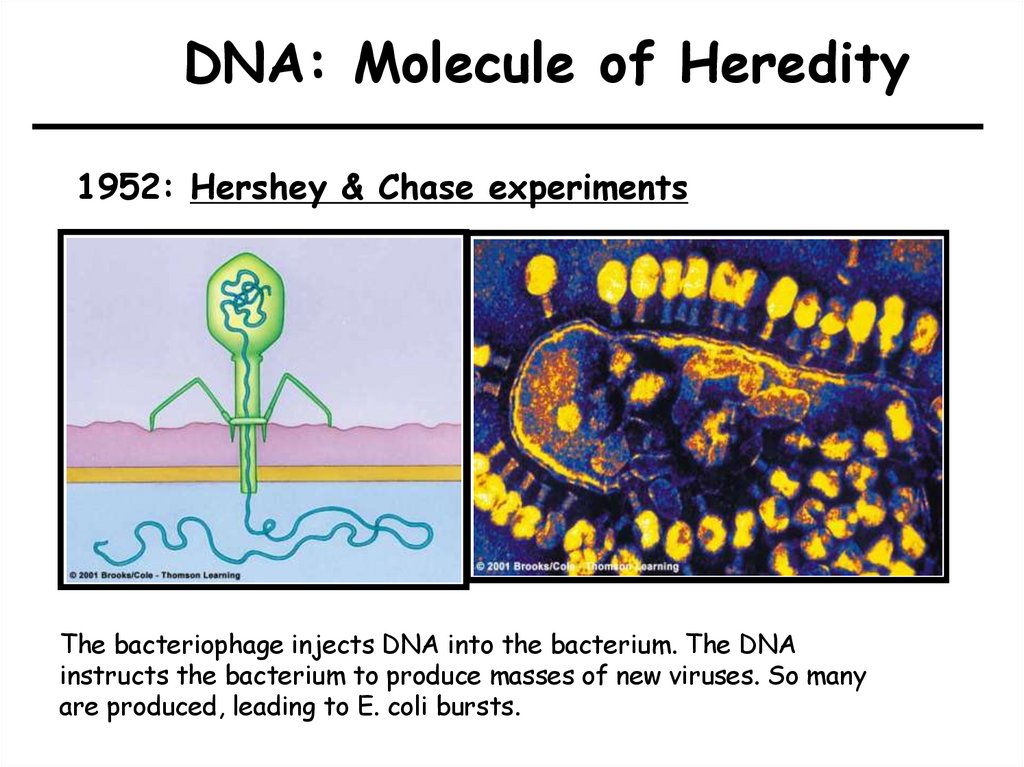 DNA: Molecule of Heredity