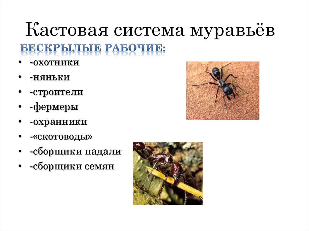 Кастовая система муравьёв