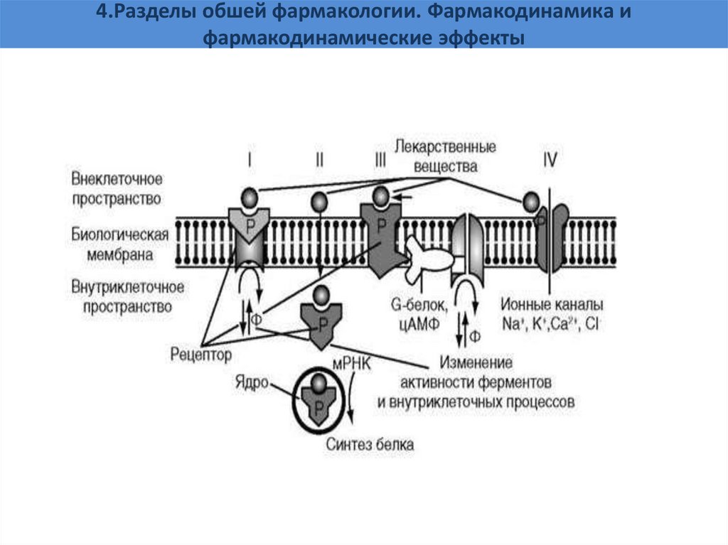4.Разделы обшей фармакологии. Фармакодинамика и фармакодинамические эффекты