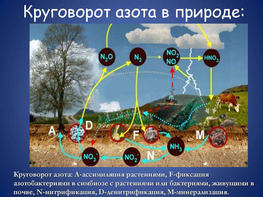 Круговорот азота в природе:
