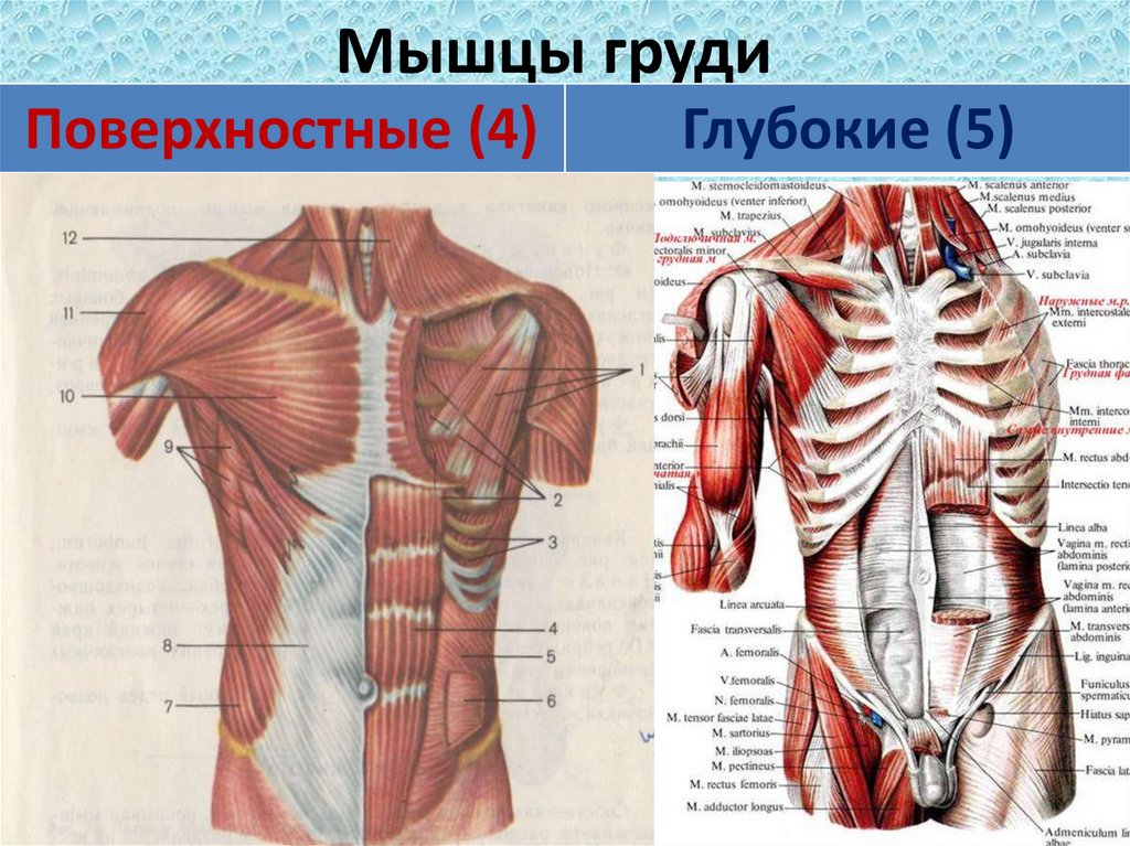 Мышцы груди