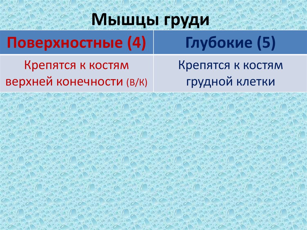 Мышцы груди