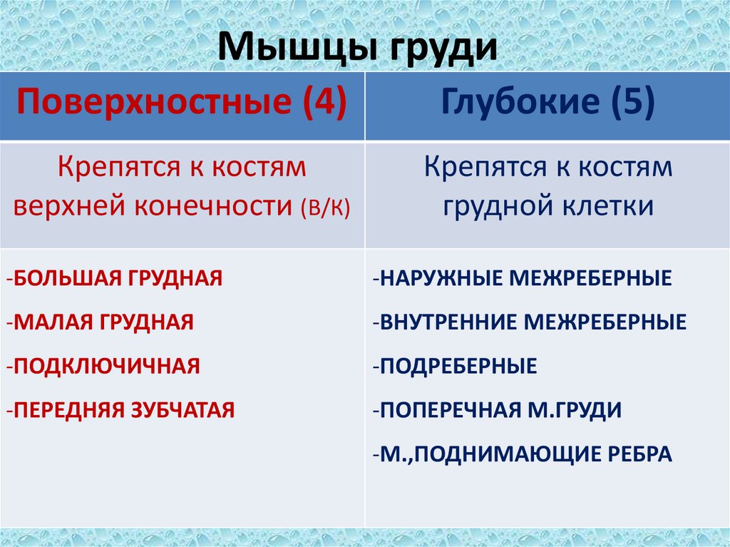Мышцы груди