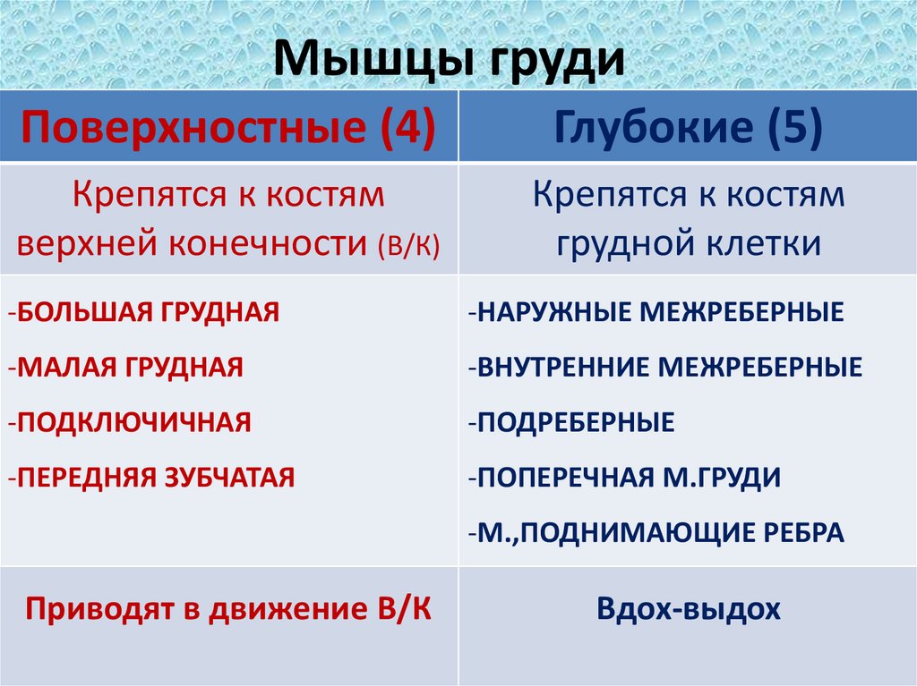 Мышцы груди