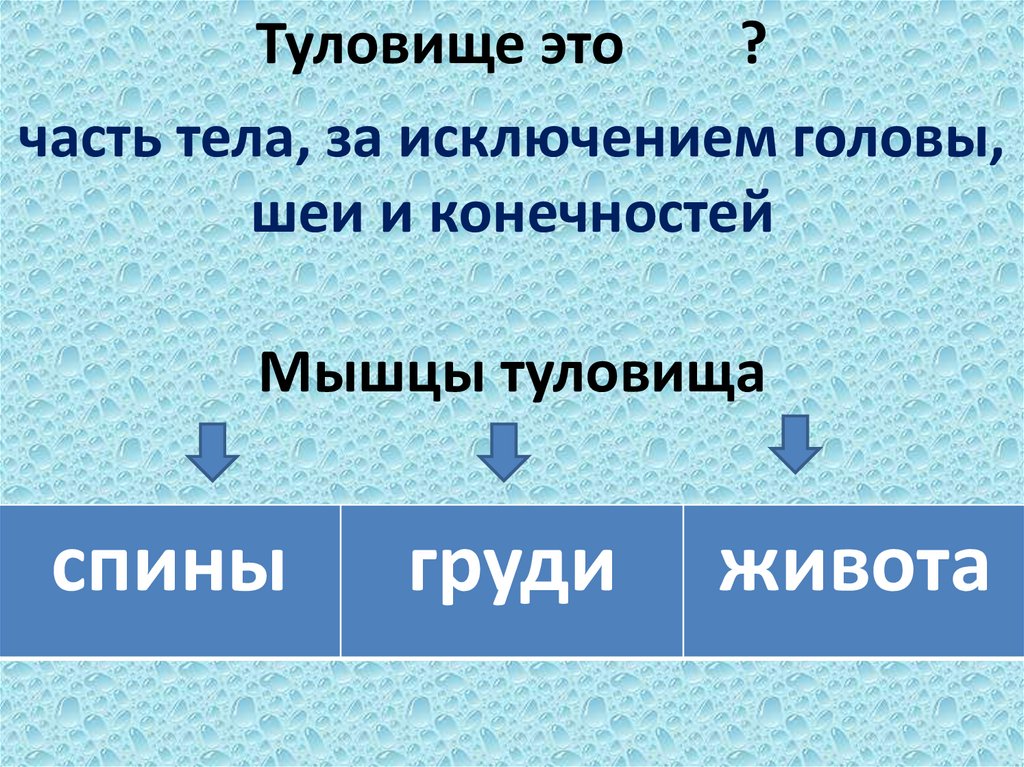 Мышцы туловища