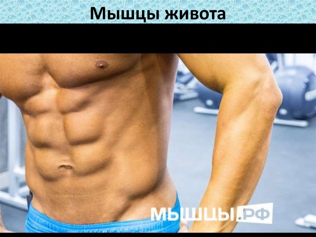 Мышцы живота