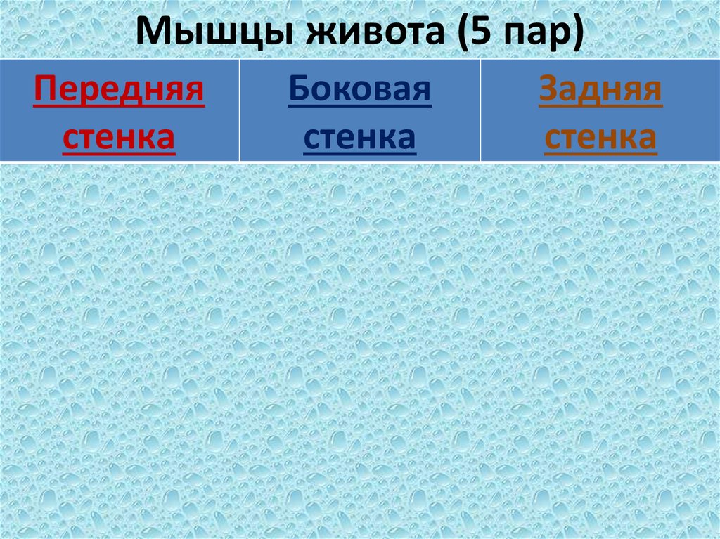 Мышцы живота (5 пар)