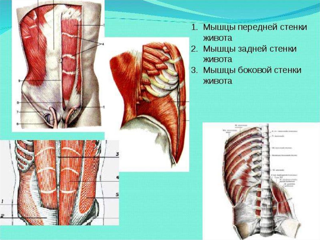 Мышцы живота (5 пар)