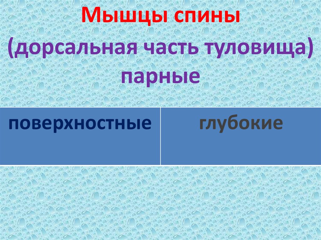 Мышцы спины