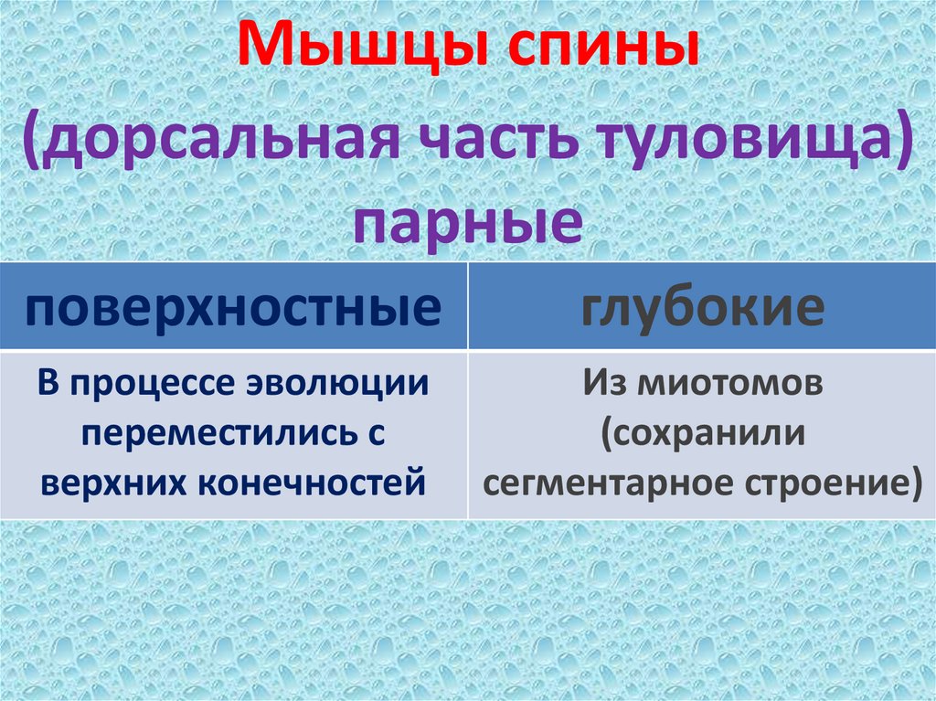 Мышцы спины