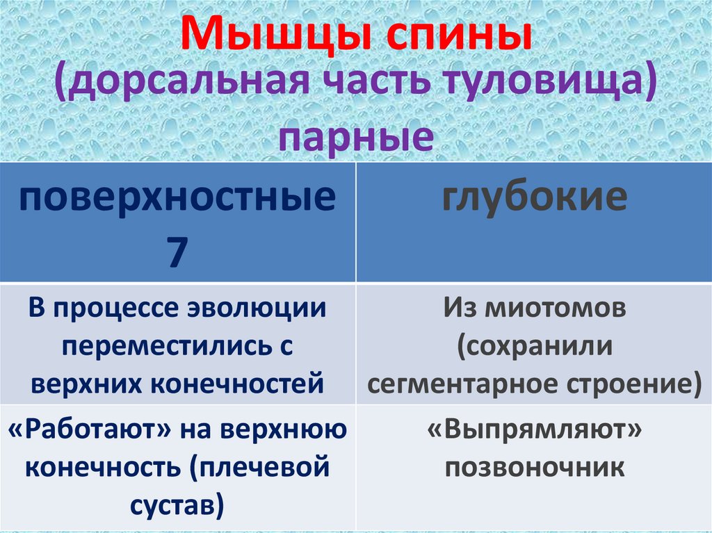 Мышцы спины